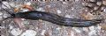Limax&nbsp;cinereoniger